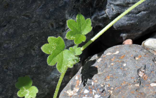 Bowlesia incana, Hoary Bowlesia, Southwest Desert Flora